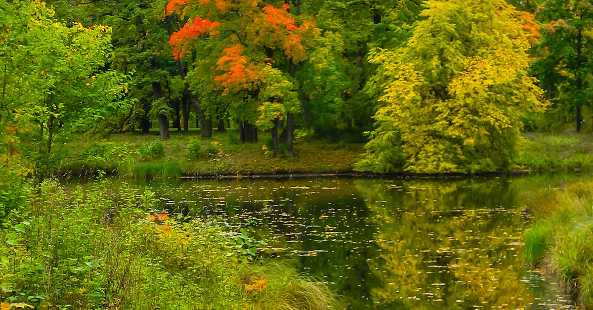 Free stock photo of autumn, autumn colours, fall leaves