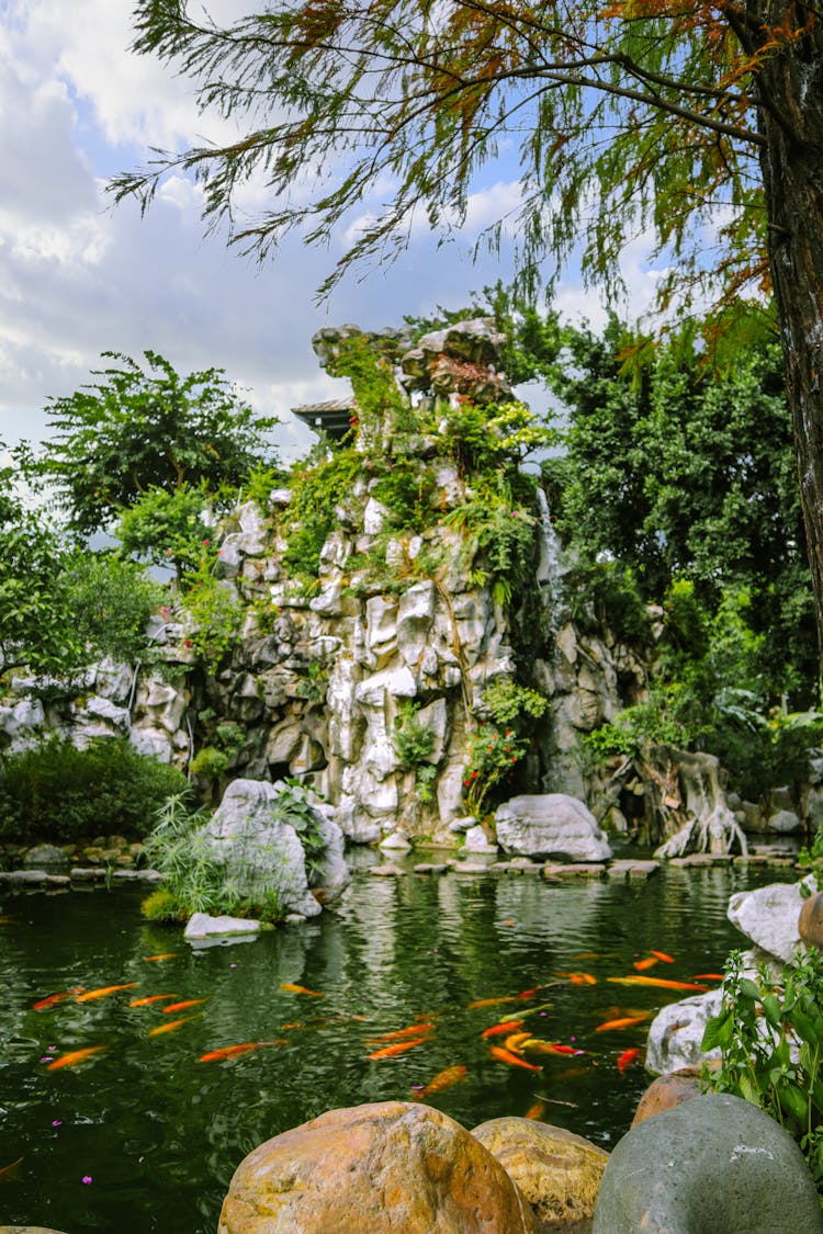 Koi Fish In A Pond In A Garden