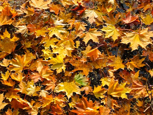 Желтые и оранжевые кленовые листья плоские лежали фотография