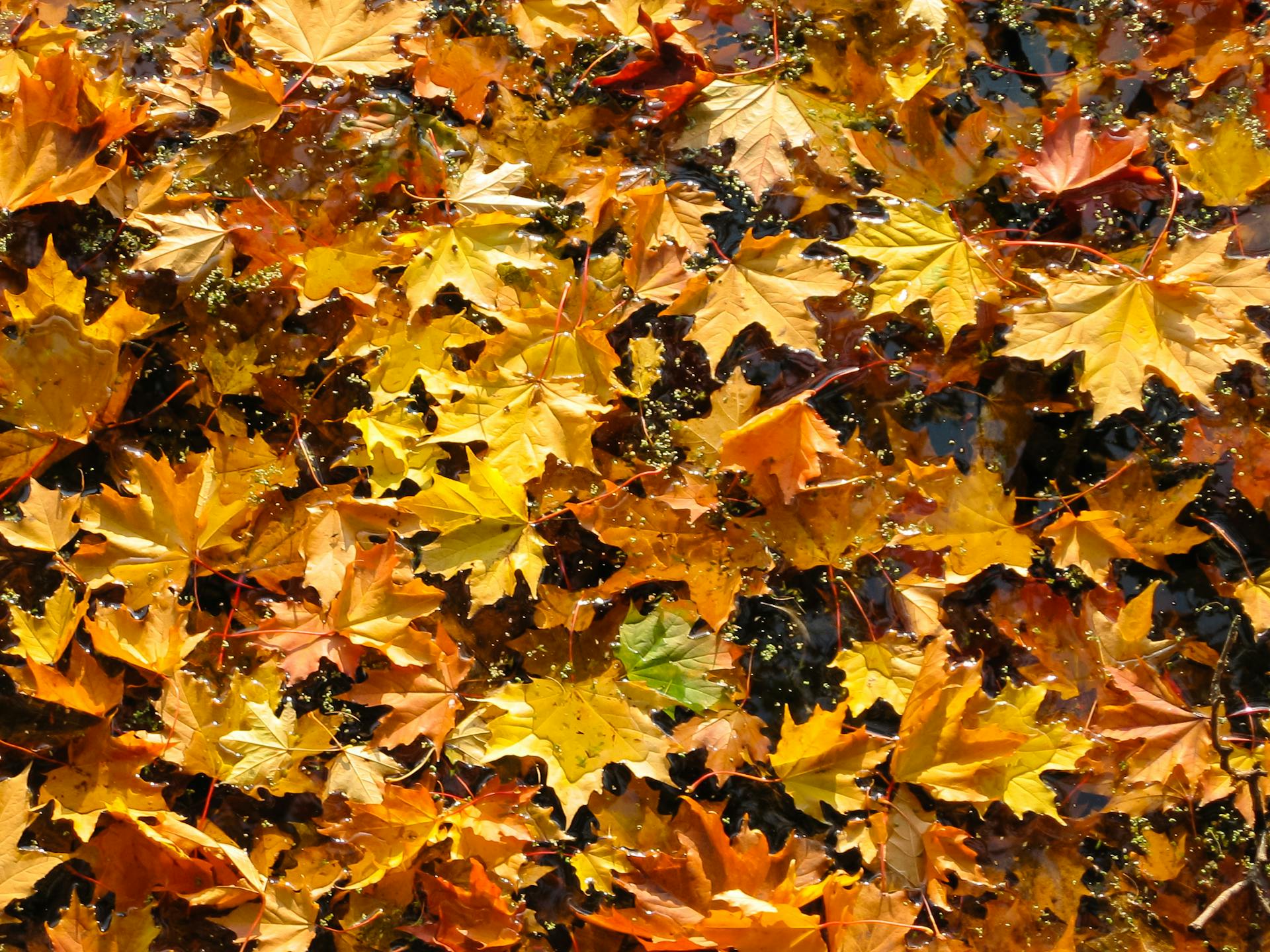 A vivid collection of colorful autumn maple leaves scattered on a wet surface, showcasing the fall season's beauty.