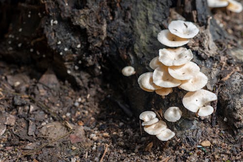 Fungi Growing on Tree