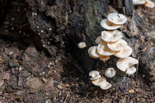 Free Detailed image of white mushrooms growing on a tree trunk in a natural setting. Stock Photo