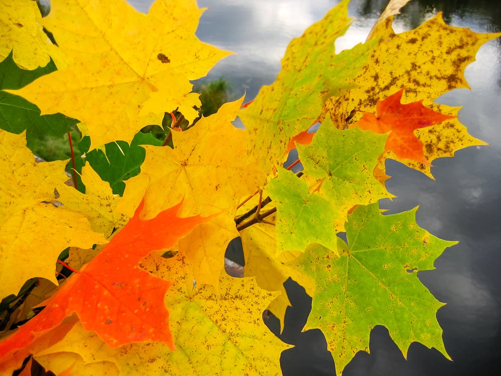 Free stock photo of fall leaves, plant, season Stock Photo