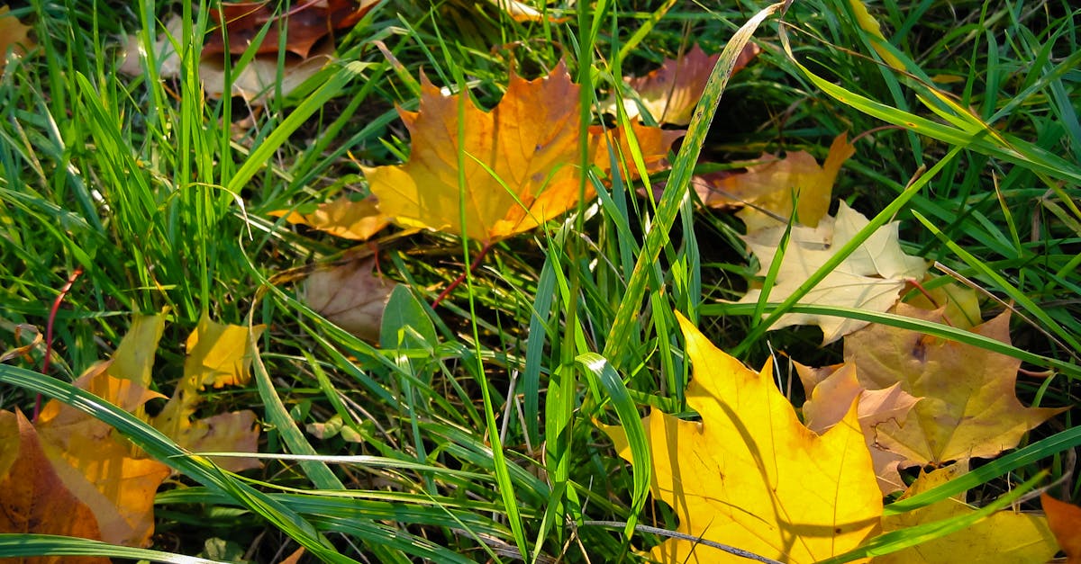 Free stock photo of autumn, autumn colours, fall leaves
