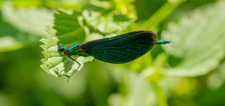 Close-up of The Beautiful Demoiselle