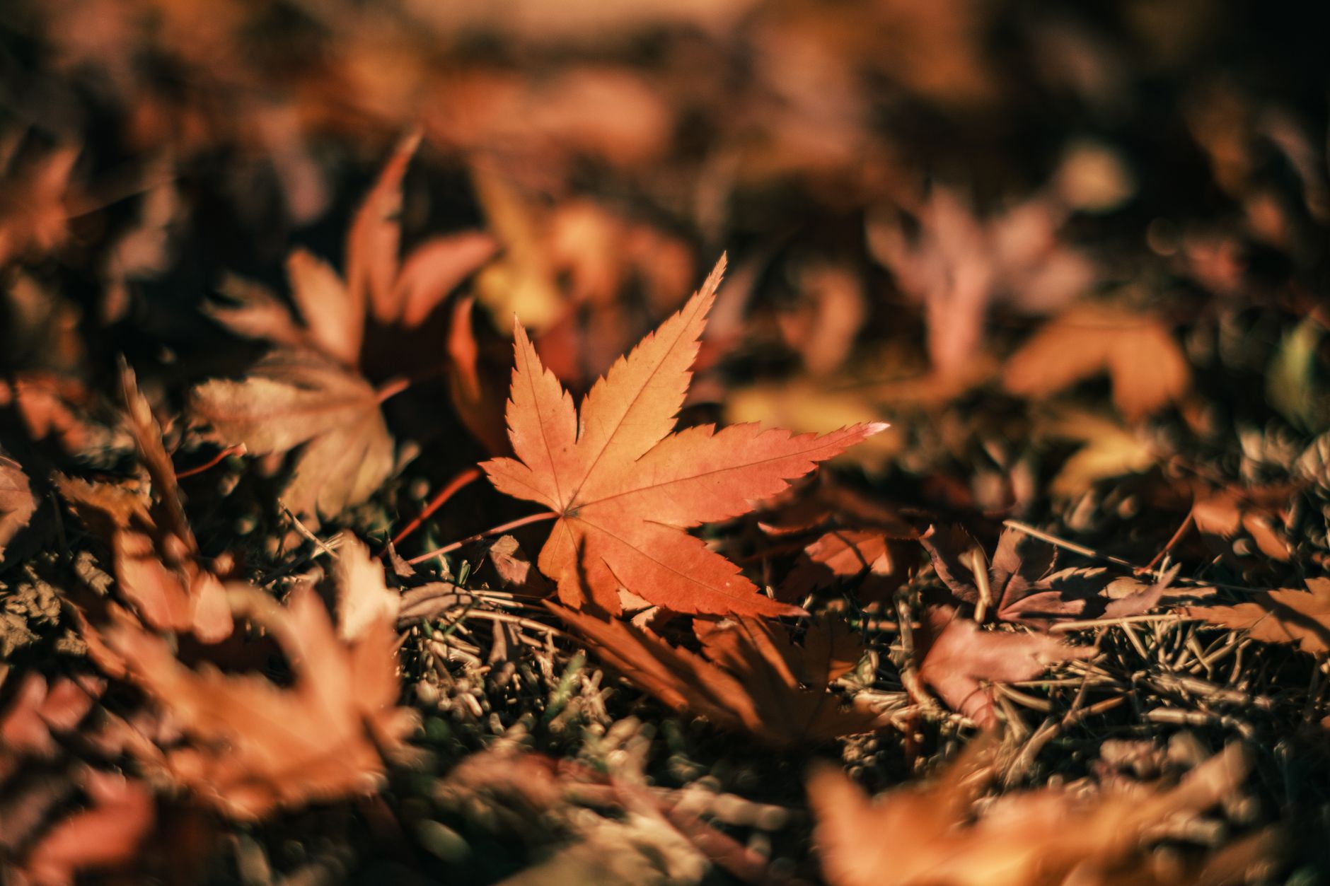 Vibrant autumn maple leaves scattered on the ground, capturing fall's essence.. vibrant, autumn, maple