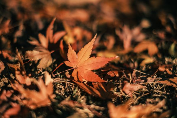 Vibrant autumn maple leaves scattered on the ground, capturing fall's essence.