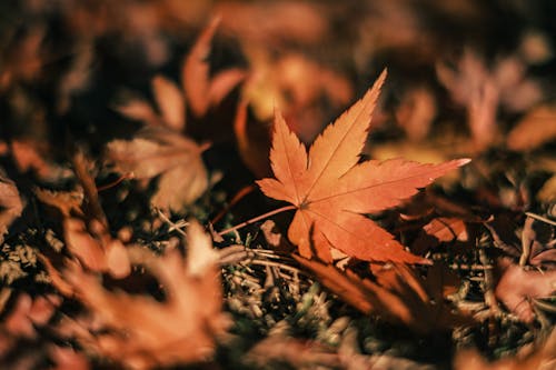 Gratis Immagine gratuita di acero, autunno, avvicinamento Foto a disposizione