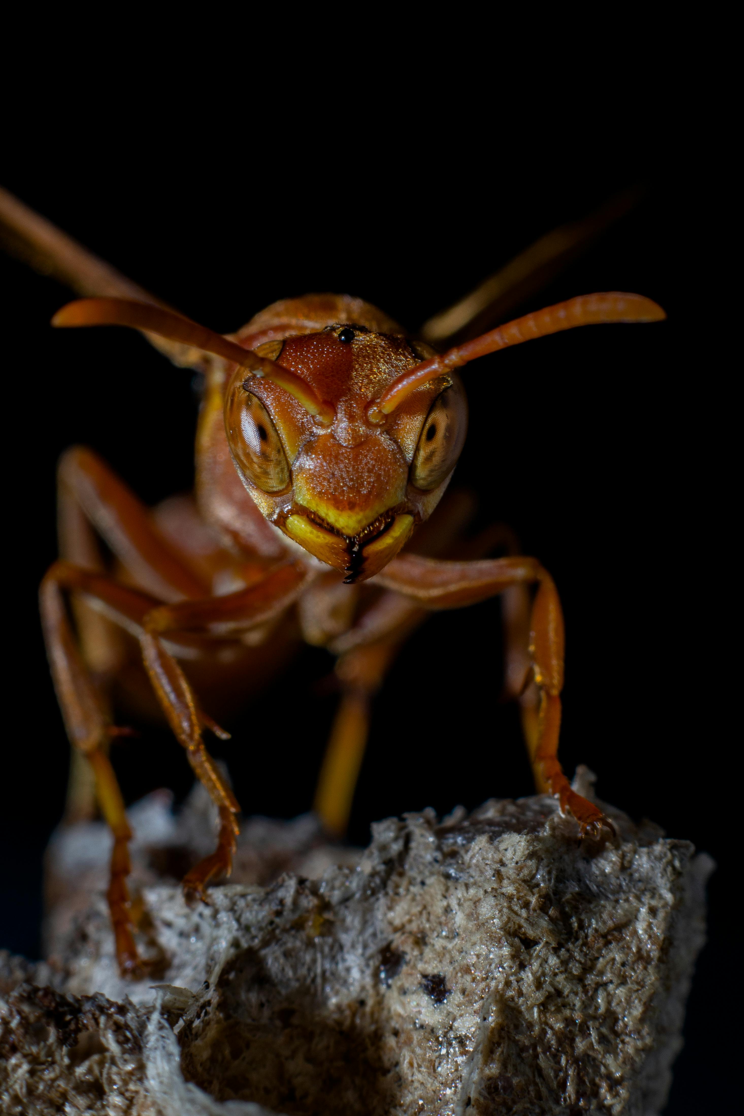 Yellow and Black Wasp on Brown Branch · Free Stock Photo