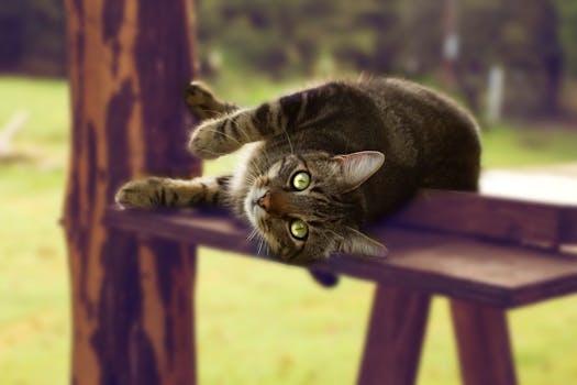 一只迷人的虎斑猫正躺在木凳上，可爱地凝视着