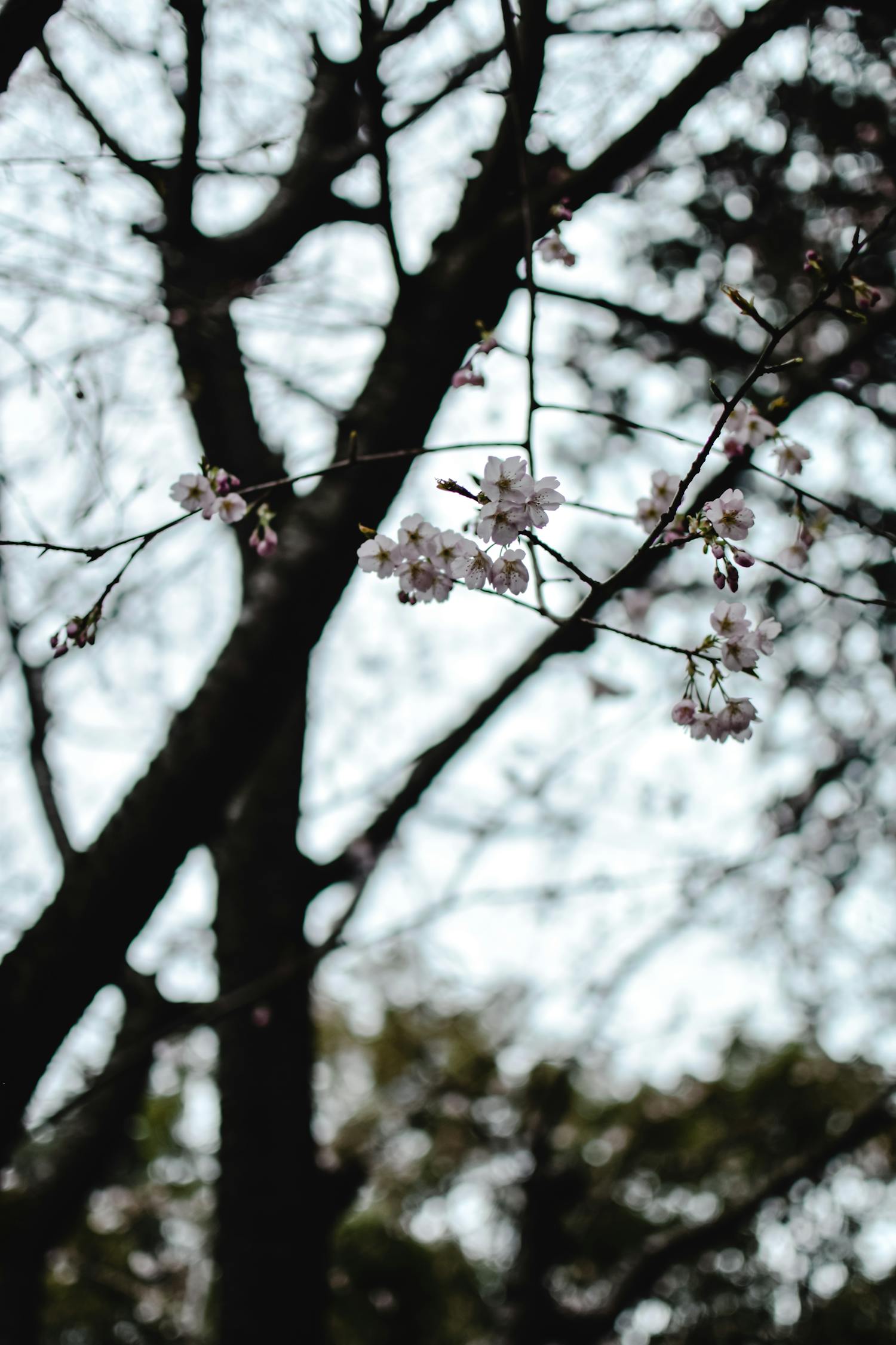 Blossoming sakura branches in forest in daylight · Free Stock Photo