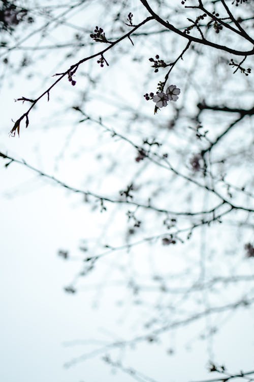 Branches of sakura tree with blossoming flowers growing in nature under bright sky in daylight