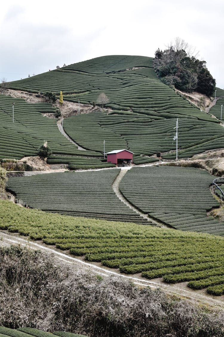 Hill Covered In Tea Plantation 