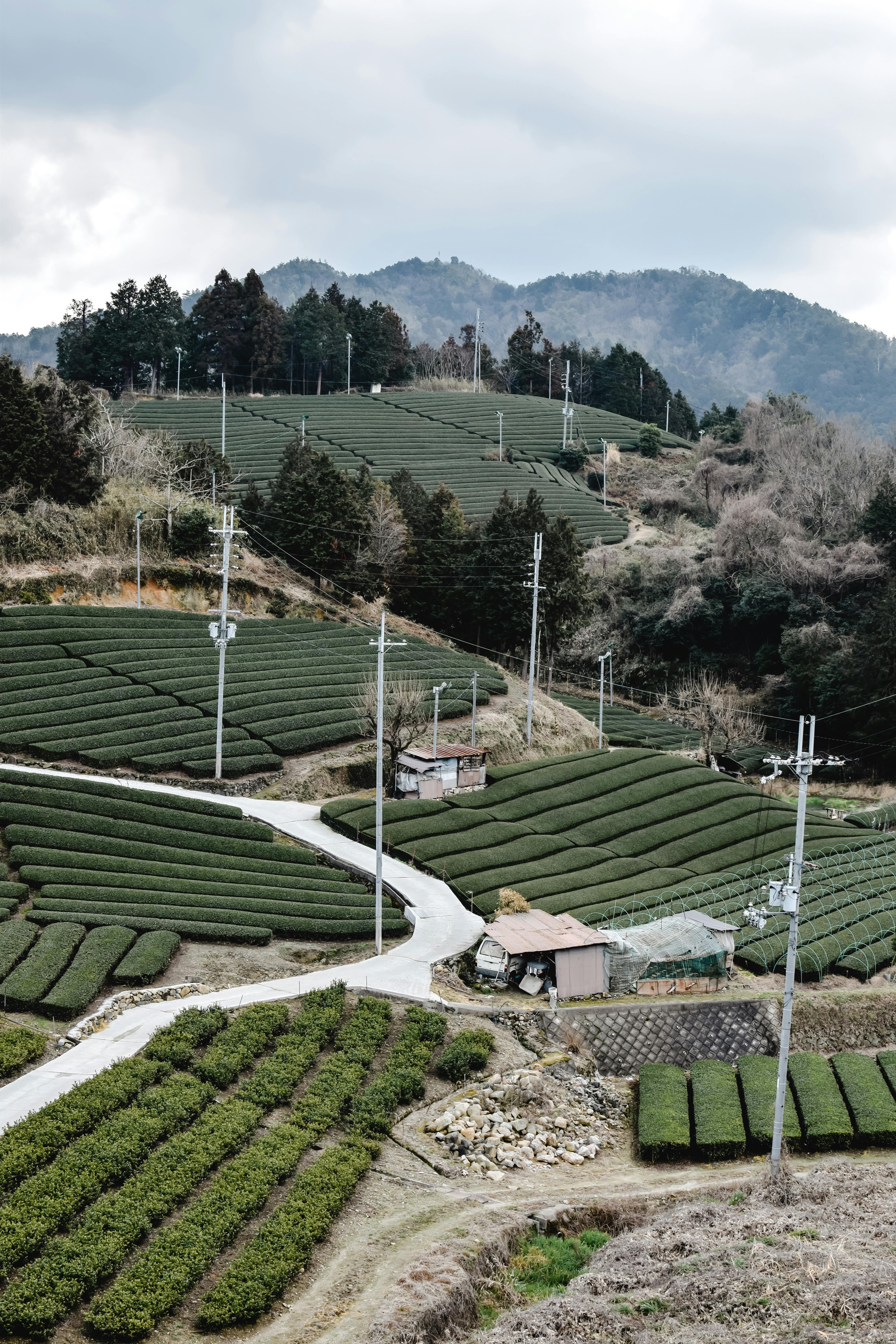 From Matcha to Wagyu: Japan’s Food Exports Hit ¥1.7 Trillion Record, But Miss 2025 Target