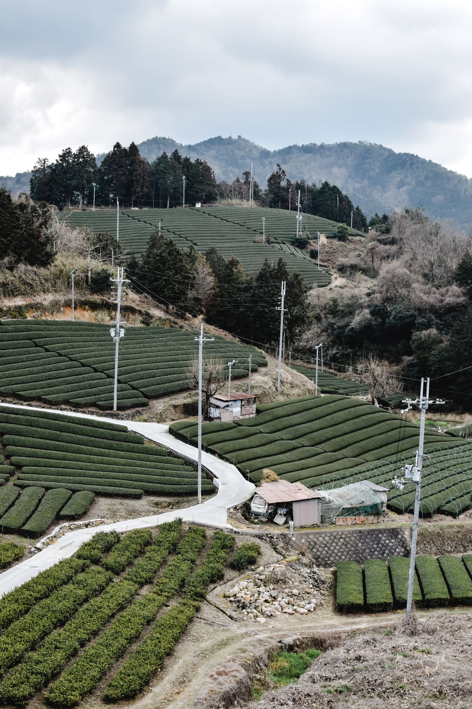 Aerial tea fields in Wazuka, Kyoto