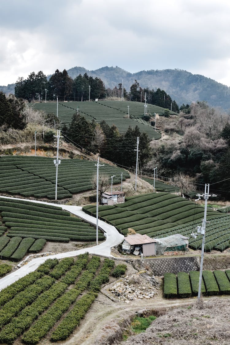 Aerial View Of A Tea Plantation 