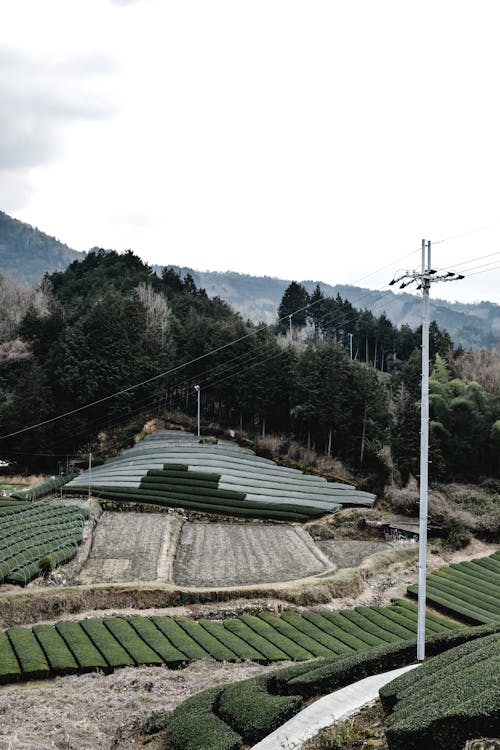 Tea Plantation in Mountains