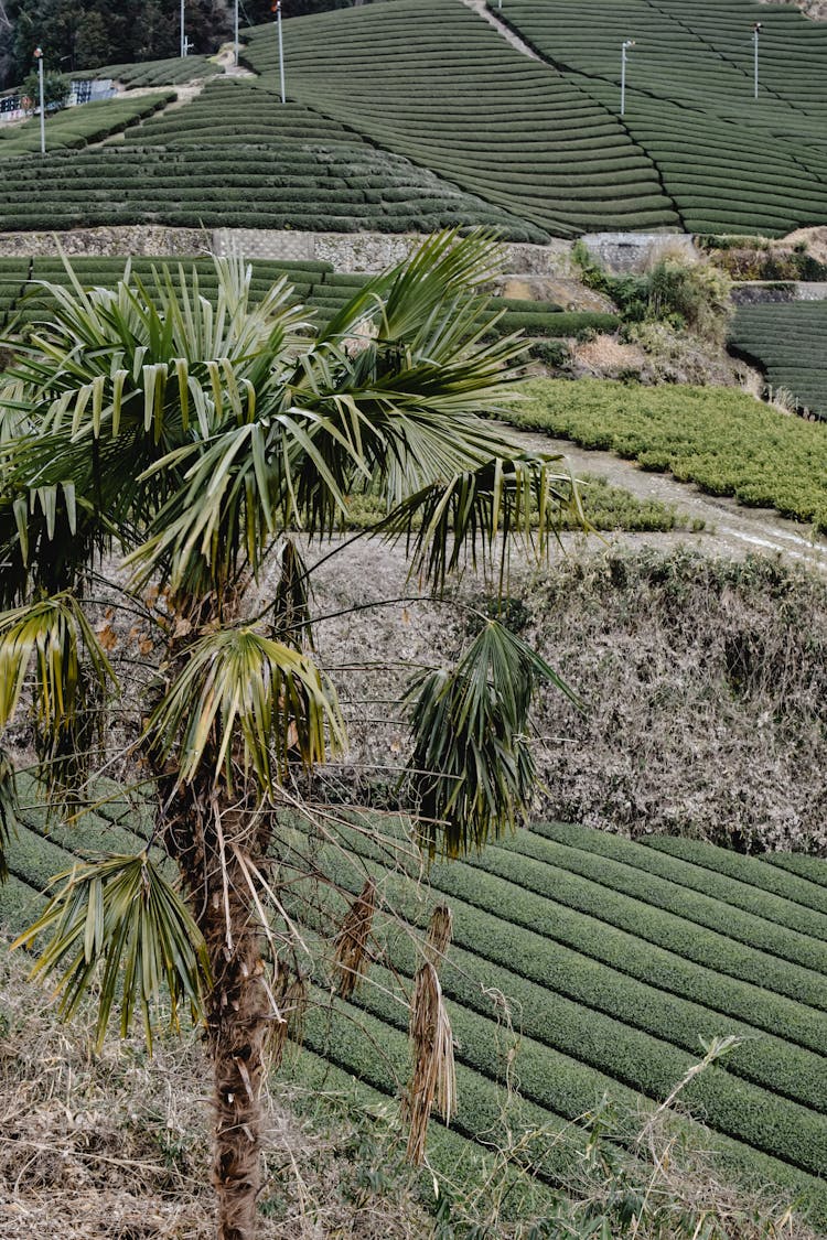 Aerial View Of Tea Plantation 