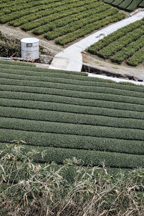 Fotos de stock gratuitas de campo agrícola, crecimiento, filas