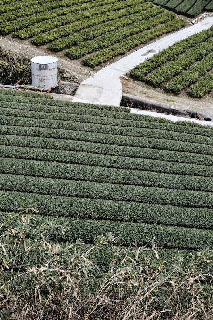 Tea Growing In Plantation