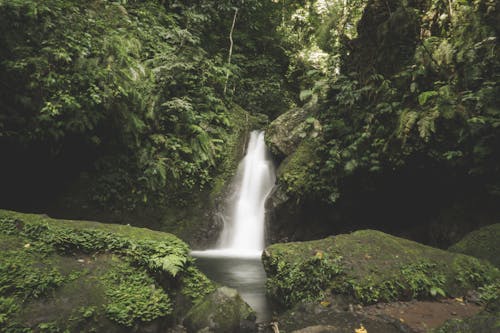 Photos gratuites de cascade, feuillage luxuriant, fleuve