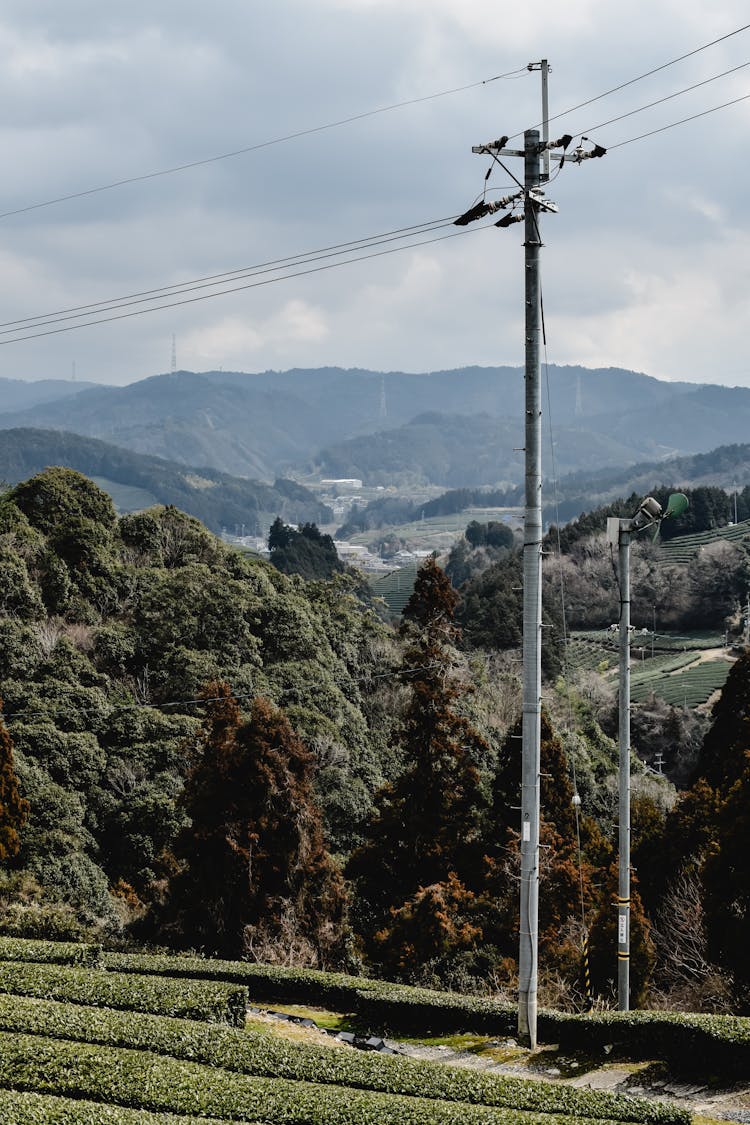 Electric Lines Near Green Trees