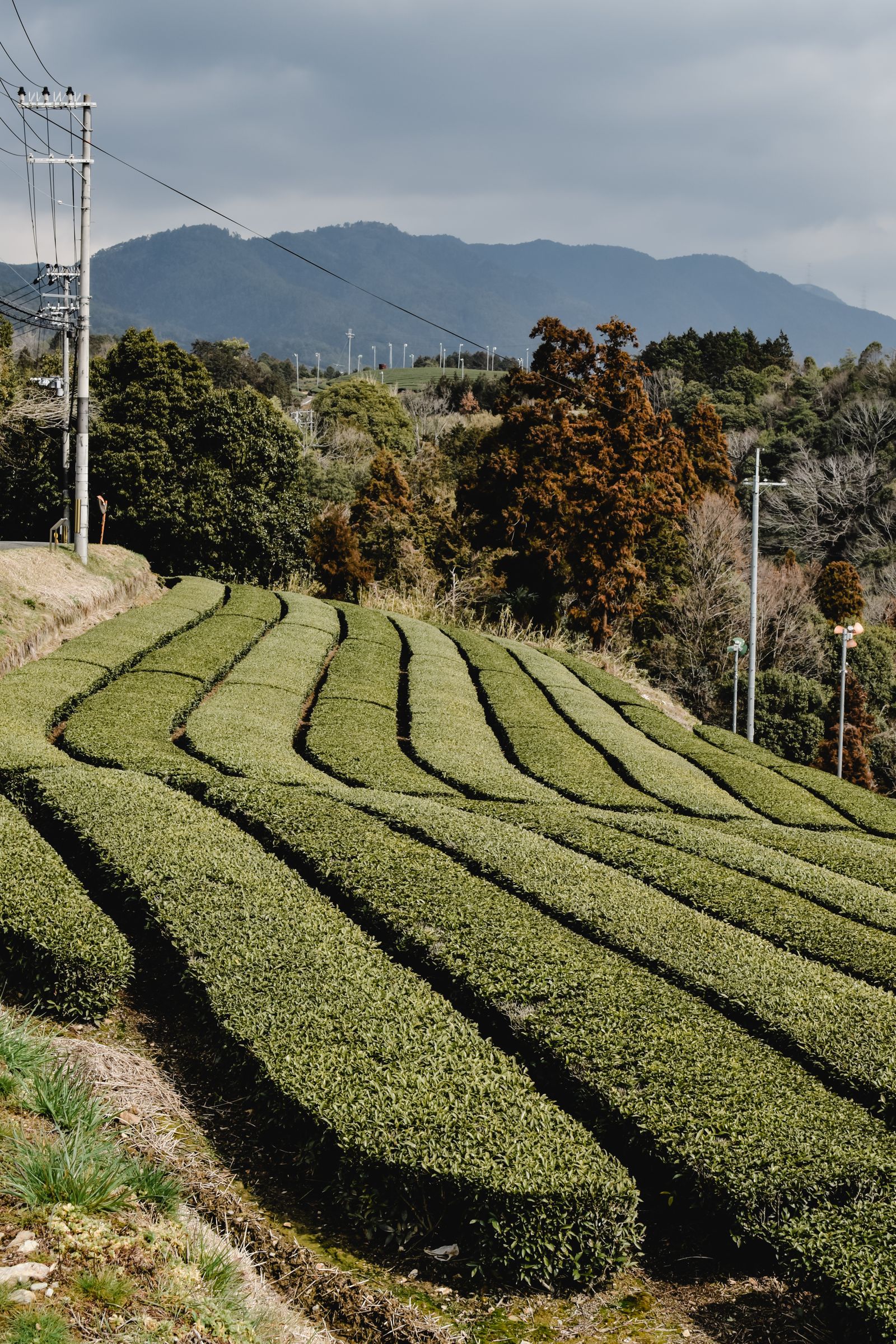 Tea fields in Wazuka, Kyoto