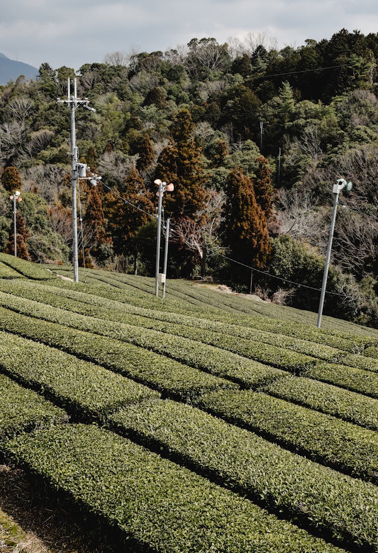 Tea Field Near Green Trees