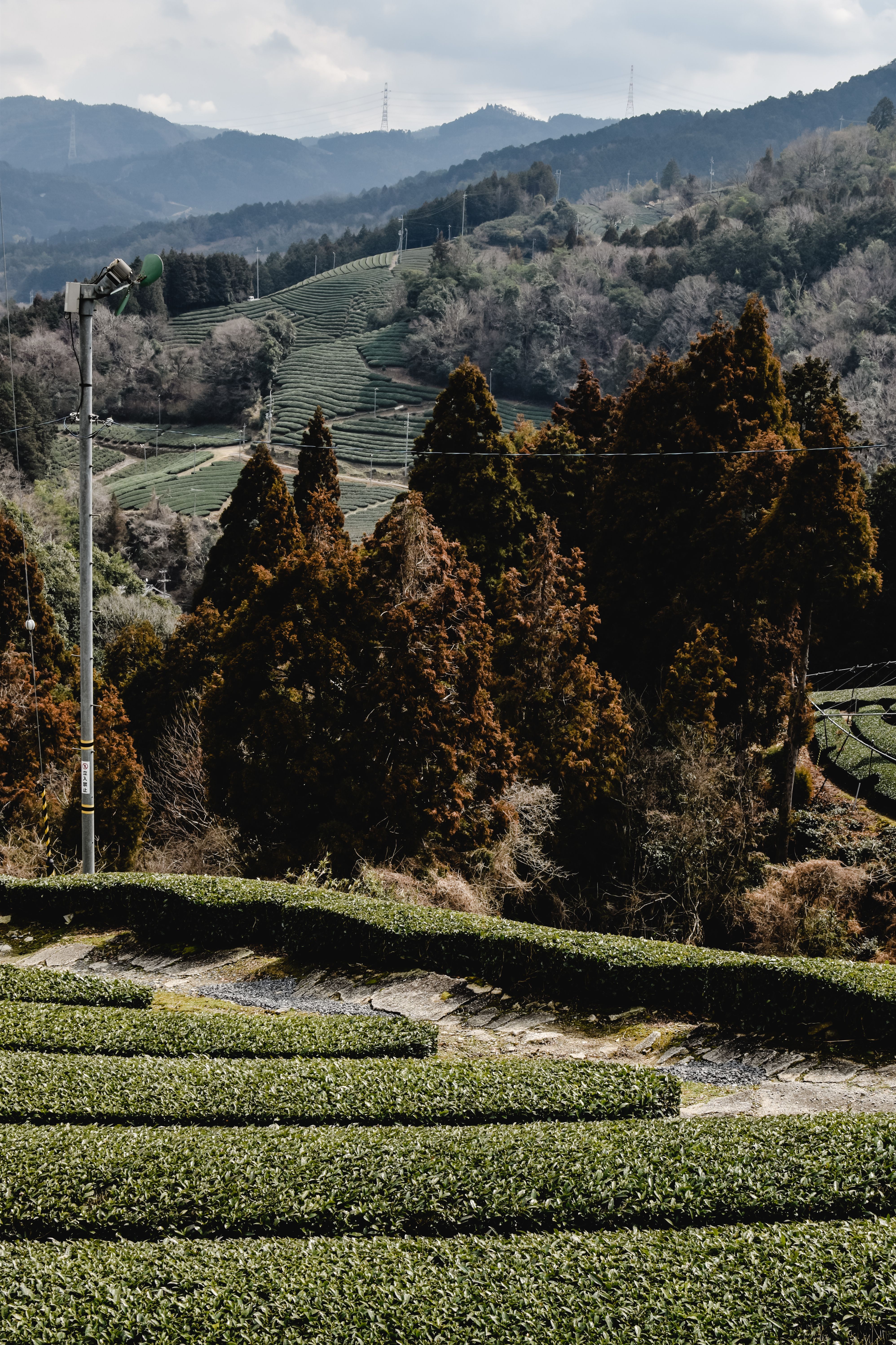 A Tea Field Surrounded by Green Trees · Free Stock Photo
