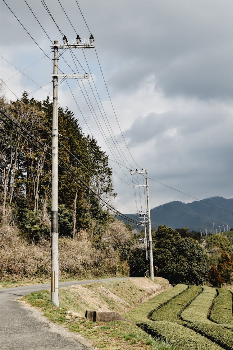 Tea Field On The Road Side