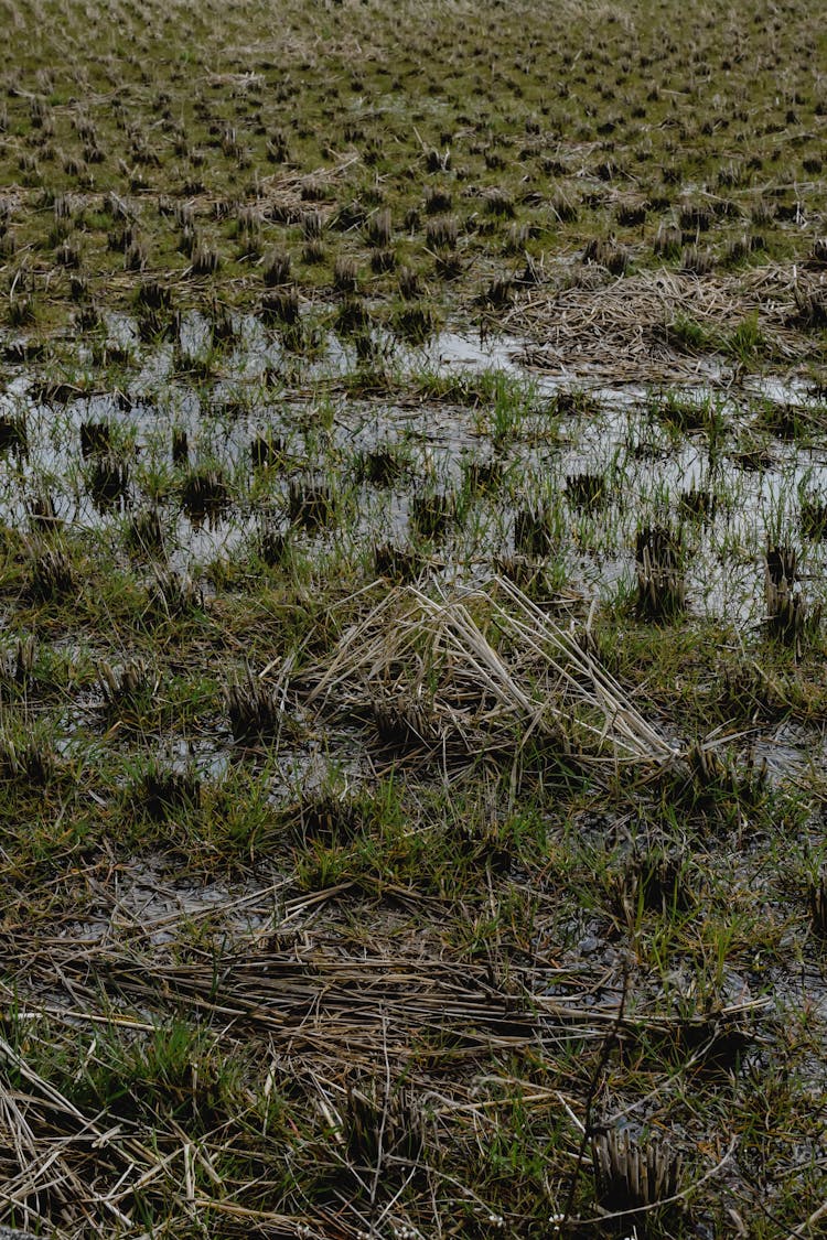 Flooded Cropland 