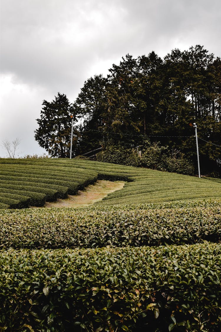 Low Angle Shot Of Tea Field