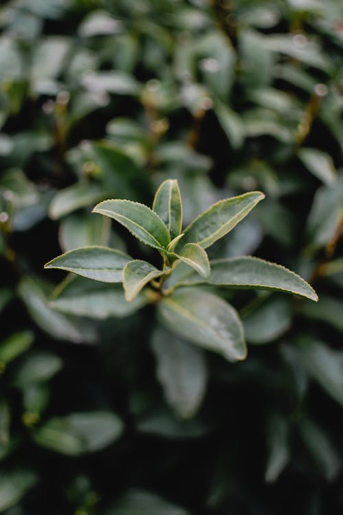 Green Leaves of a Plant in Macro Shot Photography