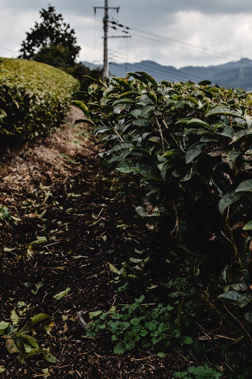 Scenery of a Tea Plantation