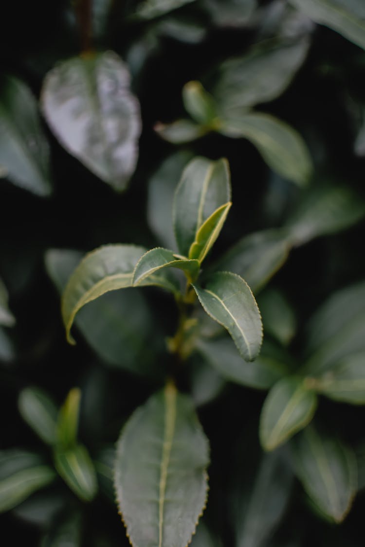 Tea Leaves In Close Up Photography