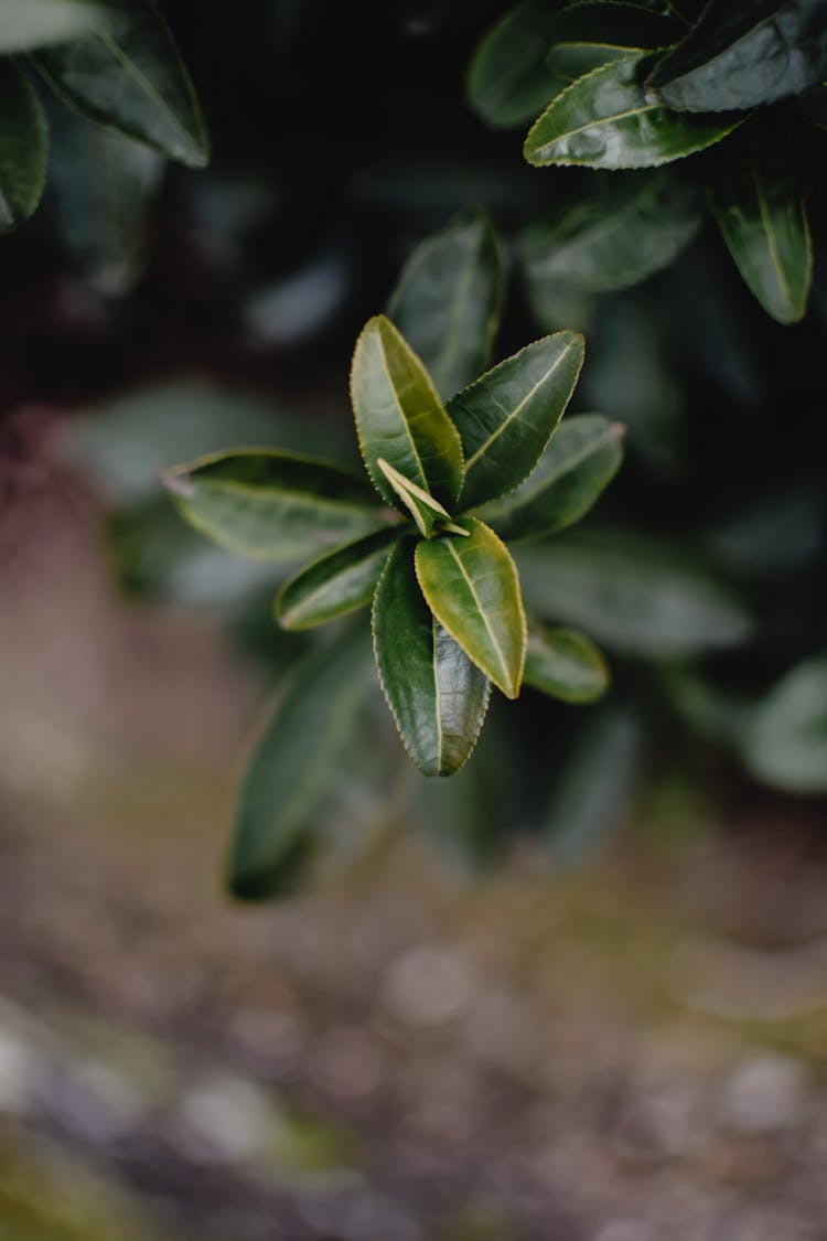 Tea Leaves Of A Plant