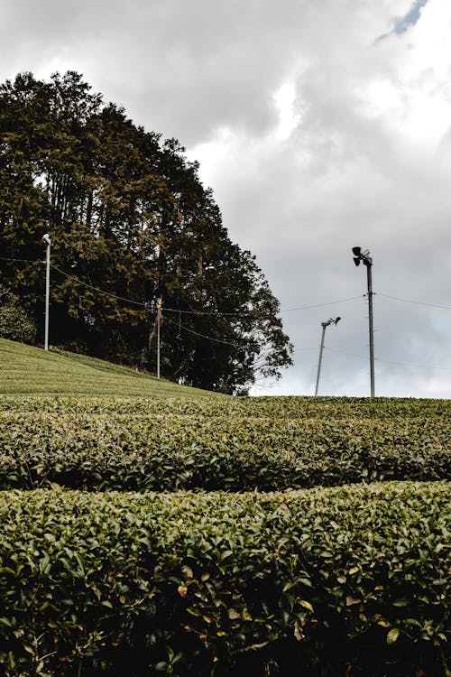 Scenery with a Green Tea Plantation