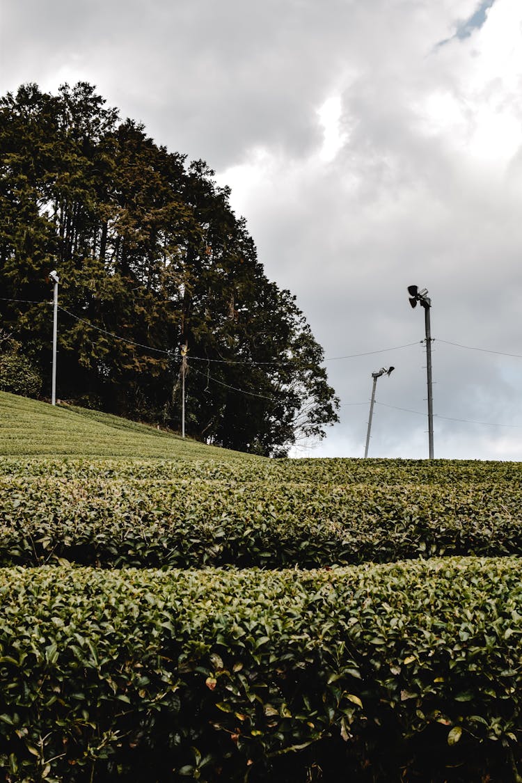 Scenery With A Green Tea Plantation