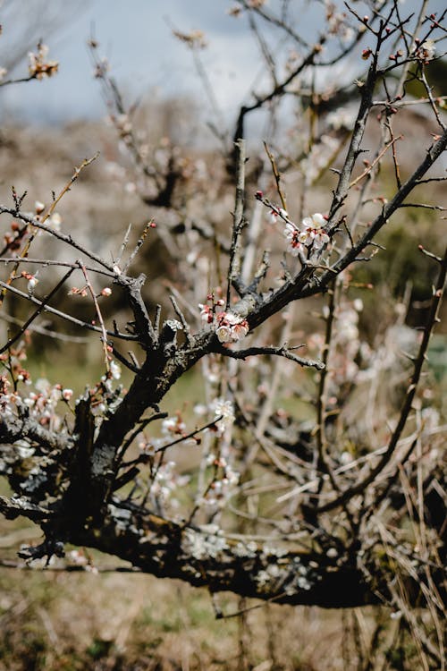 Foto profissional grátis de fechar-se, flor de cerejeira, flores brancas