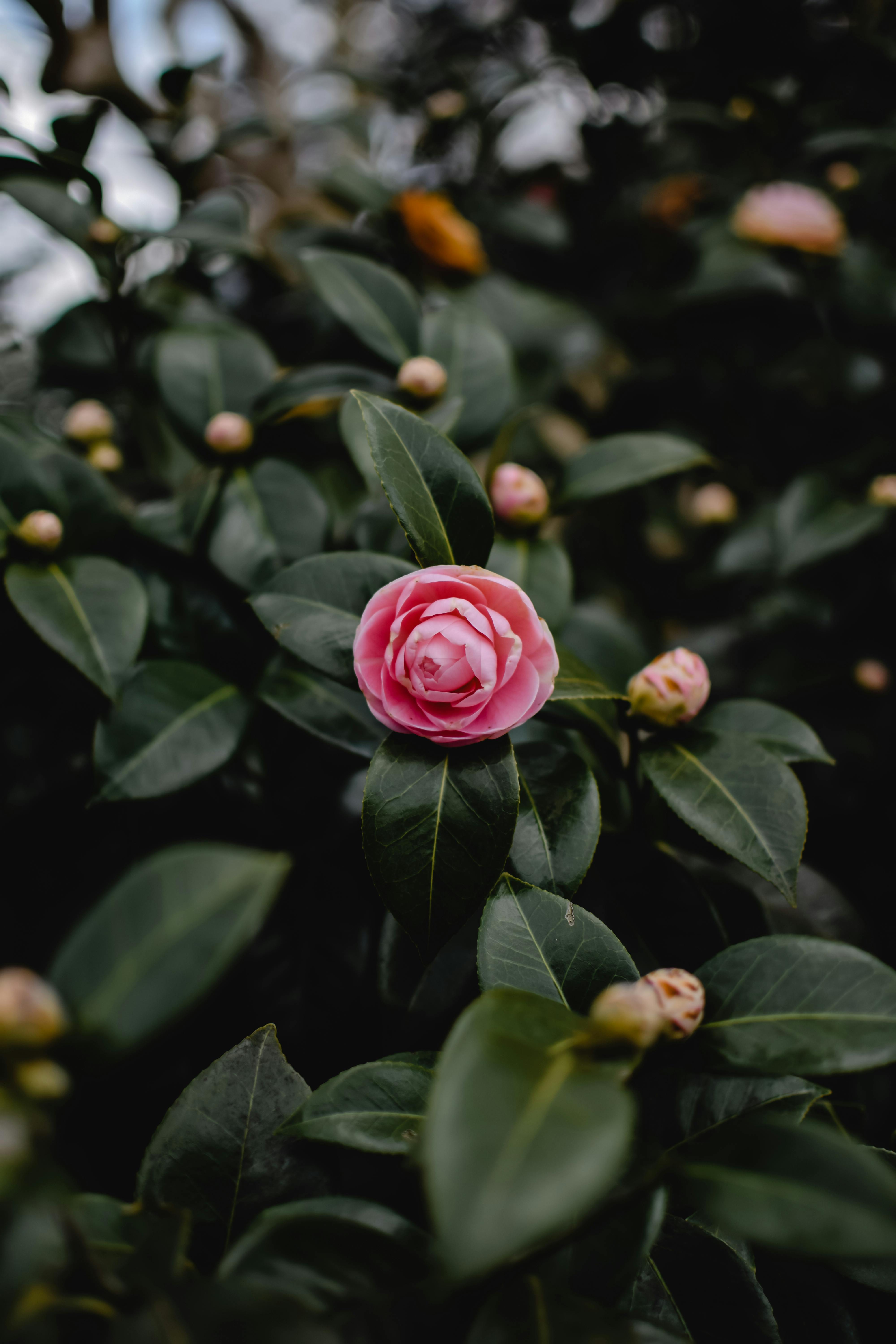 Camellia Photos Download The BEST Free Camellia Stock Photos  HD Images