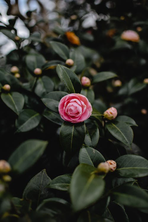 Foto d'estoc gratuïta de camèlia, flor rosa, florint