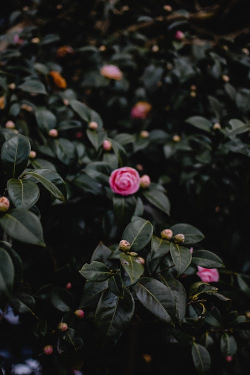 Foto d'estoc gratuïta de camèlia, flor rosa, florint