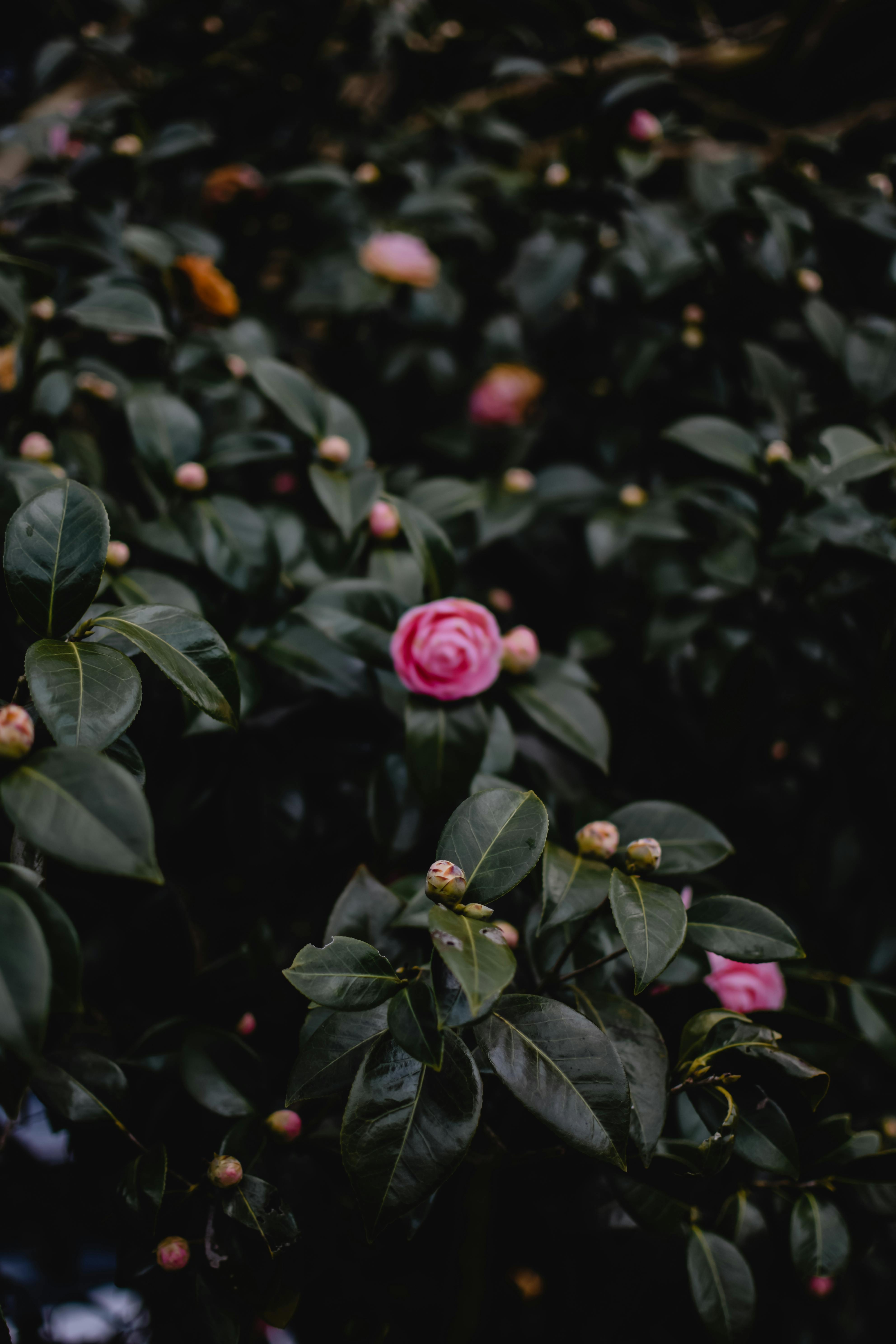 Màu hồng tươi tắn và tràn đầy sức sống của hoa hồng chắc chắn sẽ khiến bạn ngắm nhìn mãi không thôi. Hãy cùng khám phá những bức ảnh tuyệt đẹp về loài hoa này và cảm nhận sức sống và sự tươi mới mỗi ngày.