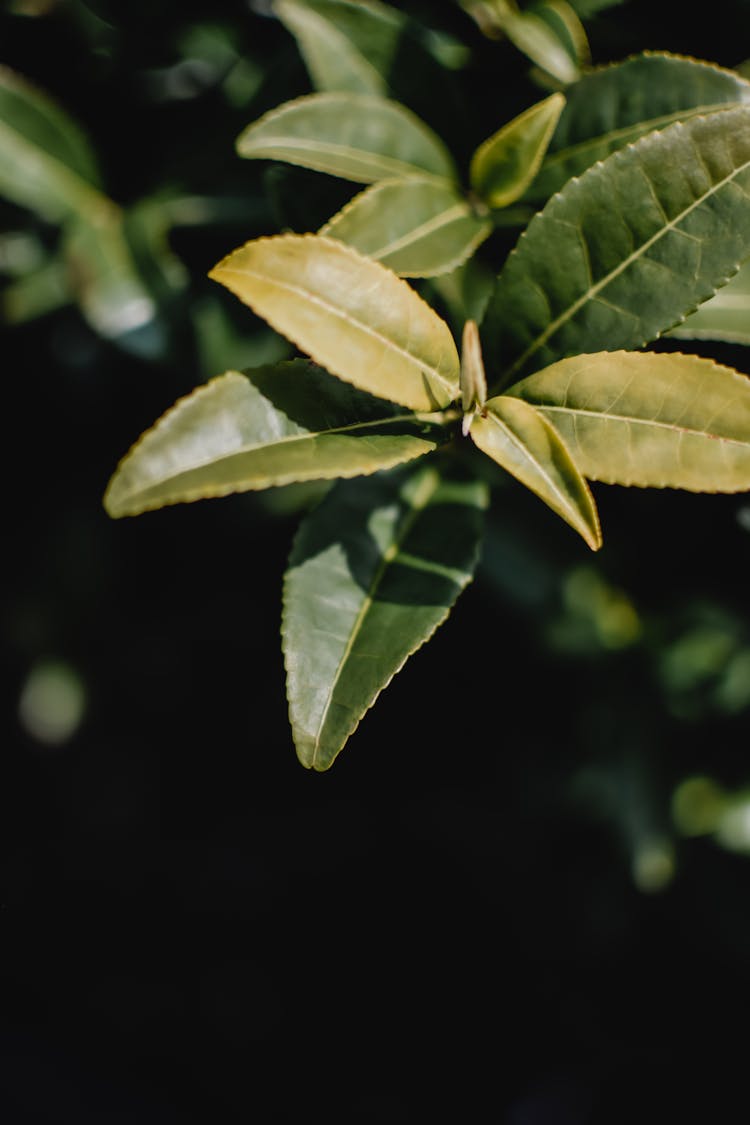 Lush Fleshy Tea Leaves