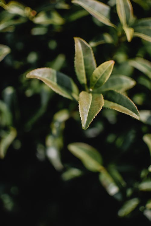 Close-up of a Tea Plant with Green Leaves