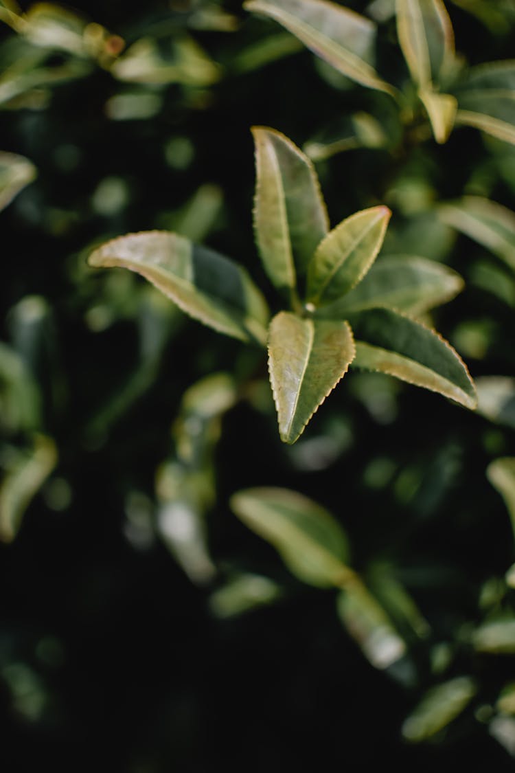 Close-up Of A Tea Plant With Green Leaves