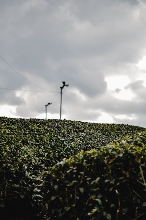 Photos gratuites de croissance, électricité, lignes électriques