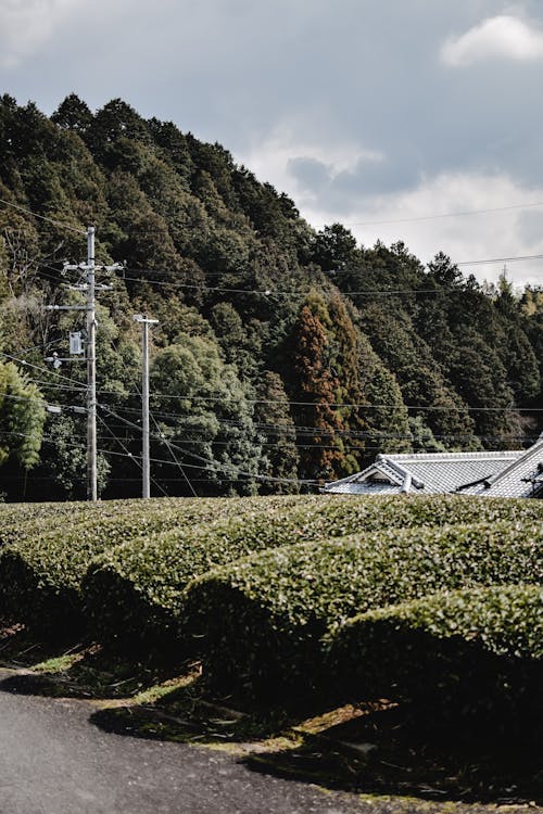 Power Lines in Countryside