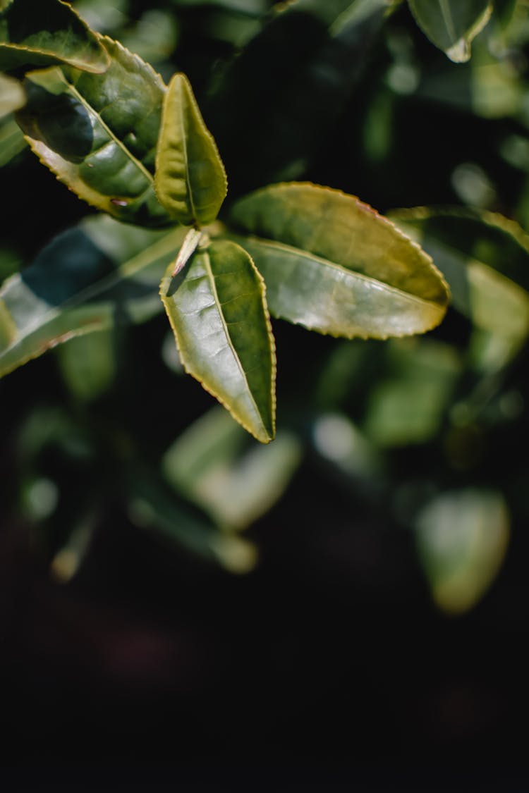 Close-up Of A Tea Leaf