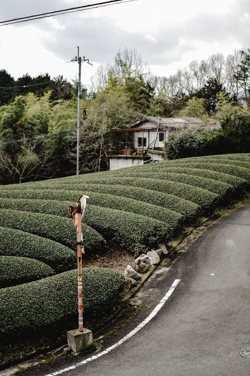 Fotobanka s bezplatnými fotkami na tému asfaltová cesta, čaj, čajové plantáže